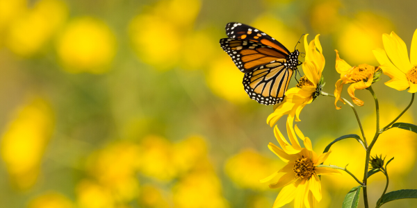 10 Fascinating facts about Butterfly